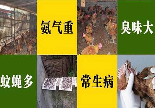 雞舍問題